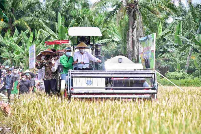 12 Kabupaten Kota di Sumut ini Jadi Kawasan Sentra Produksi Beras