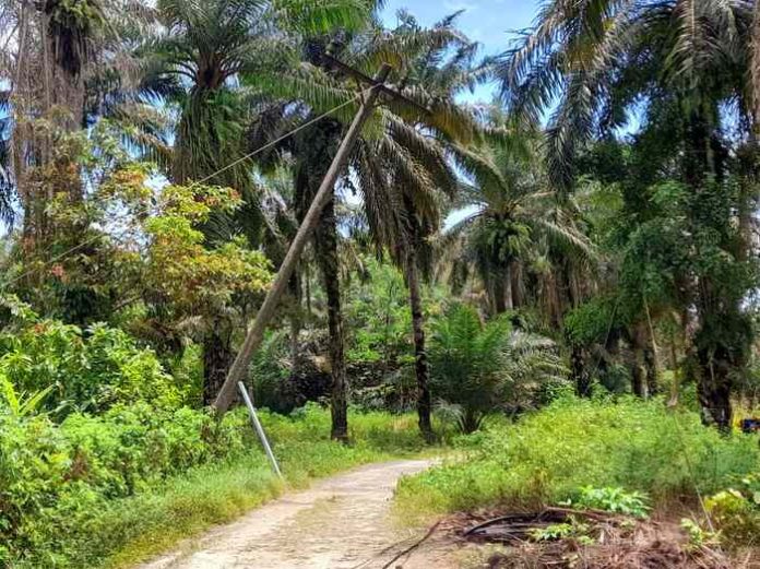 Tiang listrik yang hampir patah karena terkena pohon tumbang (f:abdi/mistar)