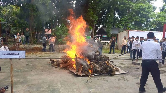 BKSDA Sumut Musnahkan Satwa Liar Hasil Sitaan dan Penyerahan Warga