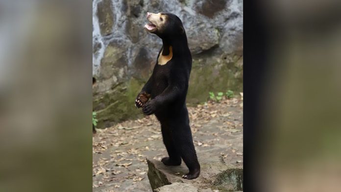 Beruang madu dituding manusia menggunakan kostum di China.
