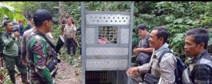 Pasang Perangkap, Tim BKSDA dan TNBG Masih Melacak Keberadaan Harimau di Madina