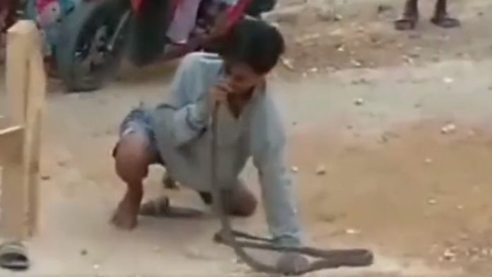 Pemuda di Grobogan Tewas Usai Dipatuk Ular Kobra Dihidungnya.