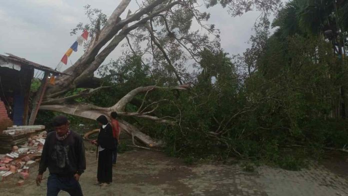 Pohon Beringin tumbang di Poldasu.