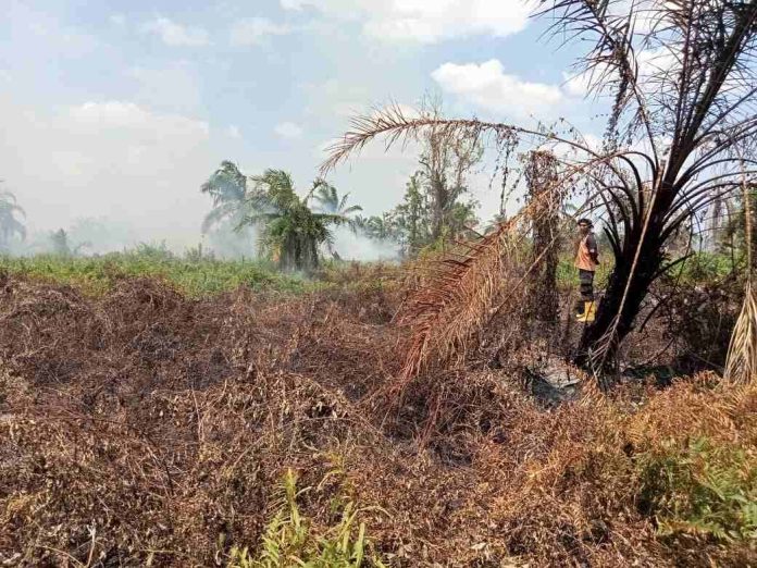 Sudah 5 Hari, Kebakaran 15 Hektar Lahan Gambut dan Sawit Warga Asahan Belum Padam