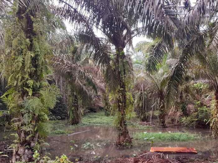 Kebun sawit warga terendam banjir (f:abdi/mistar)