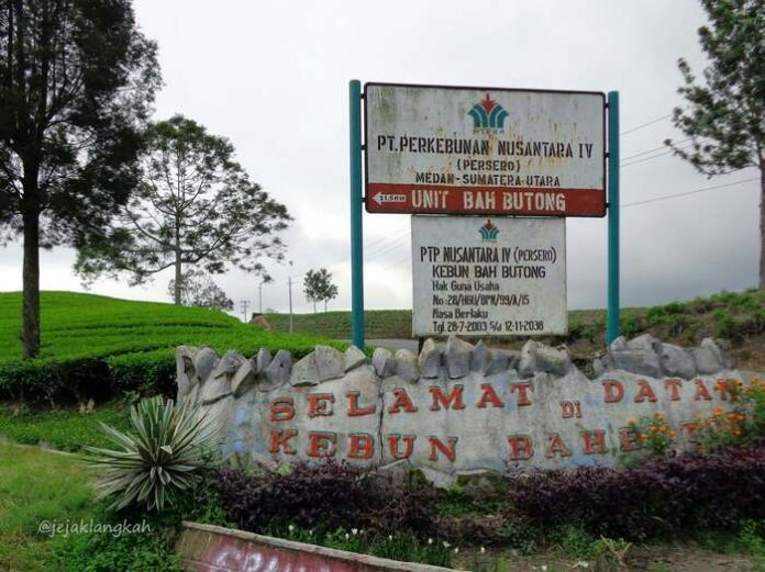 Perkebunan yang dikelolah PTPN IV di Kecamatan Sidamanik, Kabupaten Simalungun (f:roland/mistar)