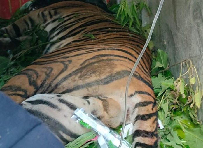 Harimau Sumatera yang Meronta di Simalungun Masih Dalam Pemulihan