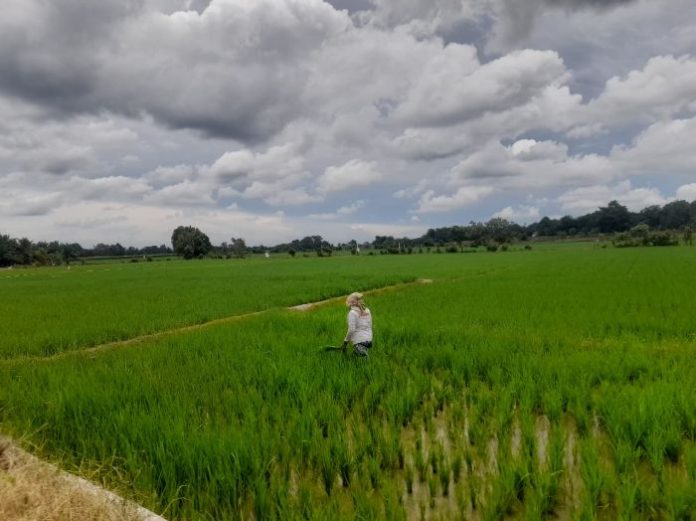 Musim Hujan, Petani Manfaatkan Lahan Pertanian