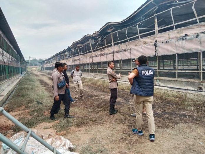 Kapolsek Talun Kenas AKP Jurnal Manimbul bersama Kanit Reskrim Ipda Hotman Barus berada di lokasi ternak ayam yang terbakar (f/ist/mistar)