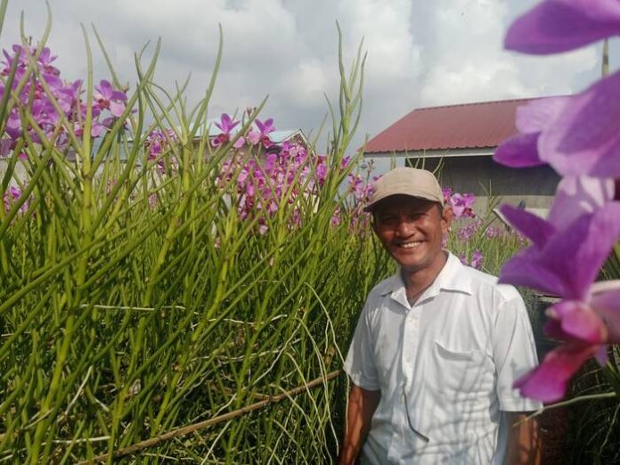 Ivan Munthe di kebun angreknya di Medan Tuntungan. (f:hutajulu/mistar)