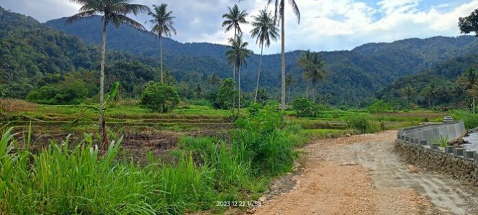 Lahan sawah seluas 3 hektar milik warga Desa Bongkaras akhirnya dapat ditanami berkat bantuan PT DPM (f:manru/mistar)