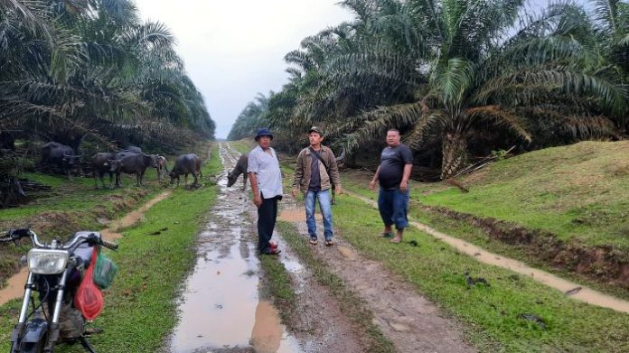 Pekan Depan, Pemilik Ternak Kerbau di Simalungun Akan Laporkan ke Polda Sumut