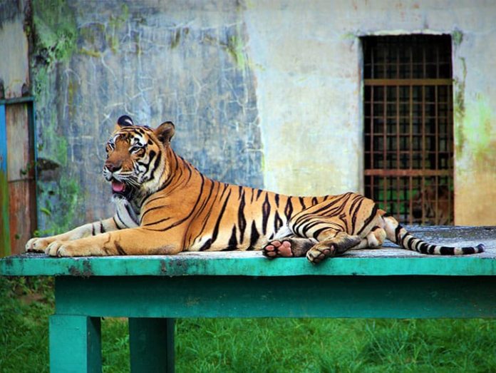 Pengamat Nilai Medan Zoo Belum Pernah Disebut Layak