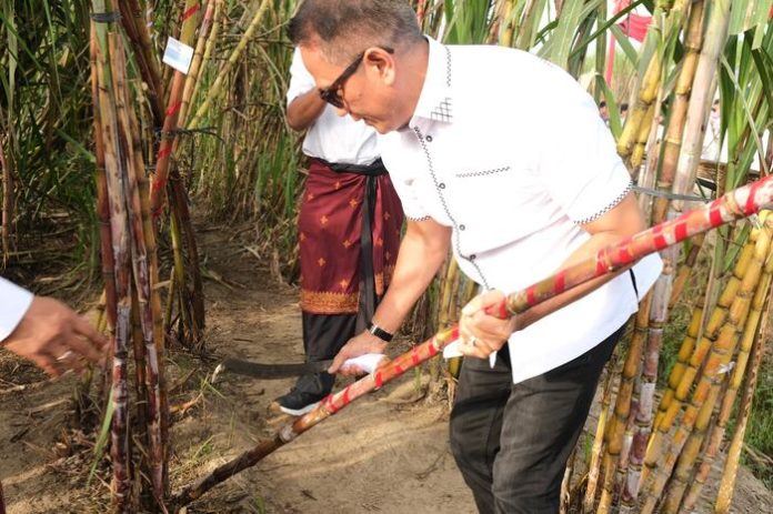 Direktur Hubungan Antar Lembaga Palm Co, Irwan Perangin angin memanen tebang perdana tebu 2024 di Kebun Kwala Madu (f:ist/mistar)