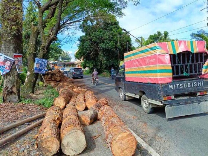 Balok kayu pinus masih berserak di pinggir Jalan Parapat Simarimbun (f:roland/mistar)