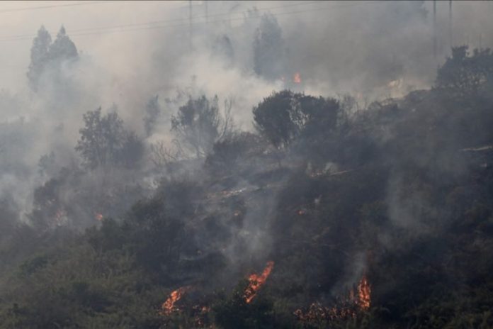 Kebakaran hutan melanda Chile (f:ist/mistar)