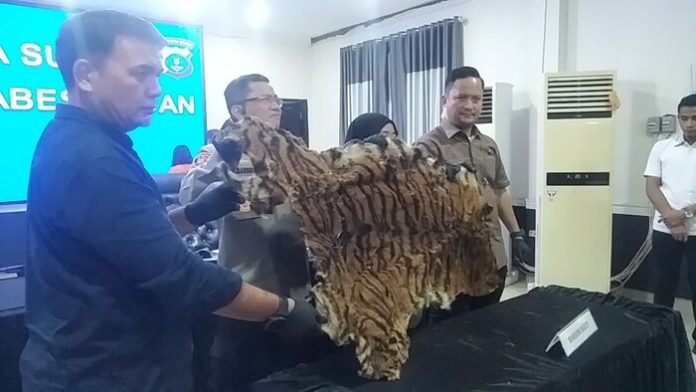 Polrestabes Medan ungkap kasus penjualan kulit harimau. (F:Iqbal/Mistar)