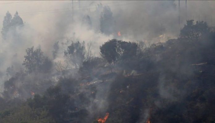 Kebakaran hutan di Texas mengakibatkan seorang warga tewas (f:ist/mistar)