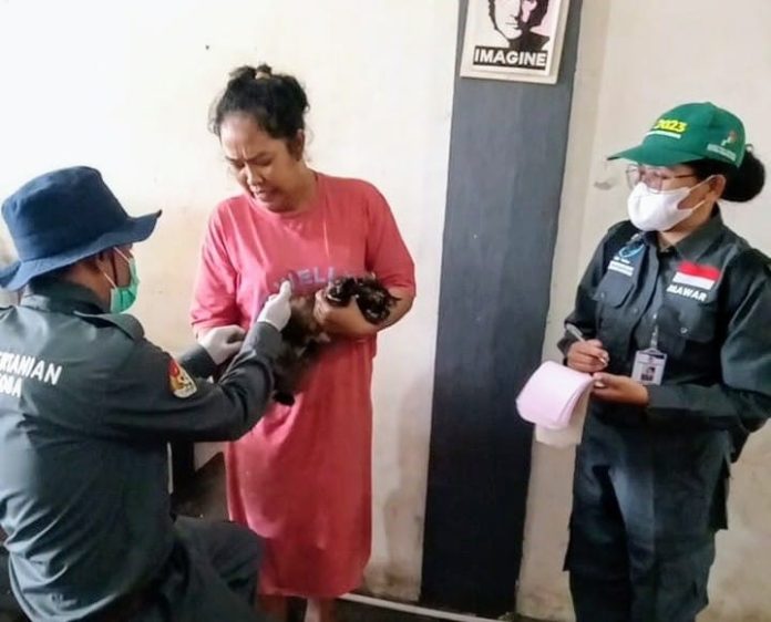 Petugas menyuntikkan vaksin kepada anjing peliharaan di Kabupaten Toba (f:nimrot/mistar)