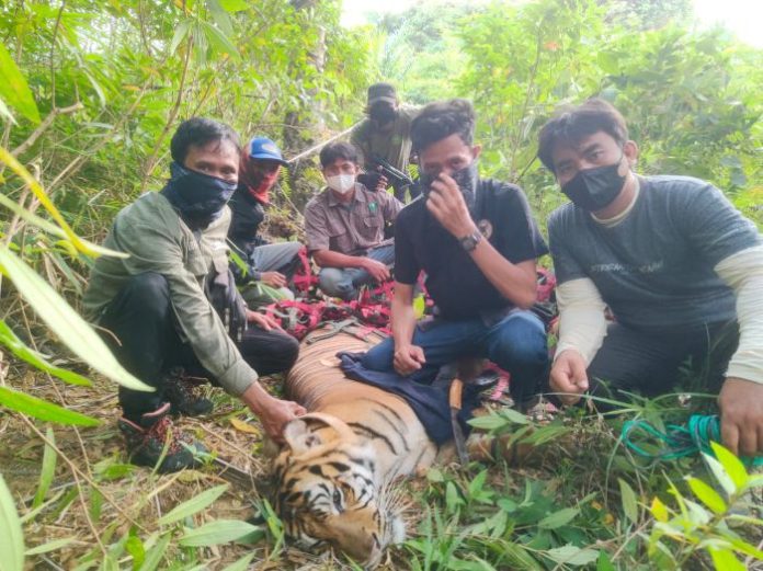 BBKSDA Belum Ambil Langkah Usai Penangkapan Harimau Sumatera