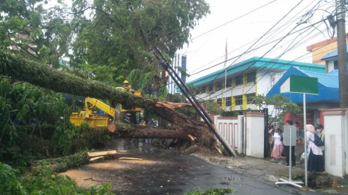 Hujan Mengguyur, Pohon Besar Tumbang Nyaris Kena Pengendara di Jalan Listrik Medan