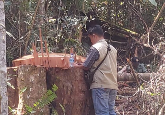 Perambahan kayu alam di kawasan hutan lindung Register II Sibatu Loting, Kecamatan Girsang Sipangan Bolon, Kabupaten Simalungun
