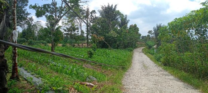 Awas, Ada Kabel Listrik Sentuh Aspal di Kelurahan Bintang Hulu Sidikalang