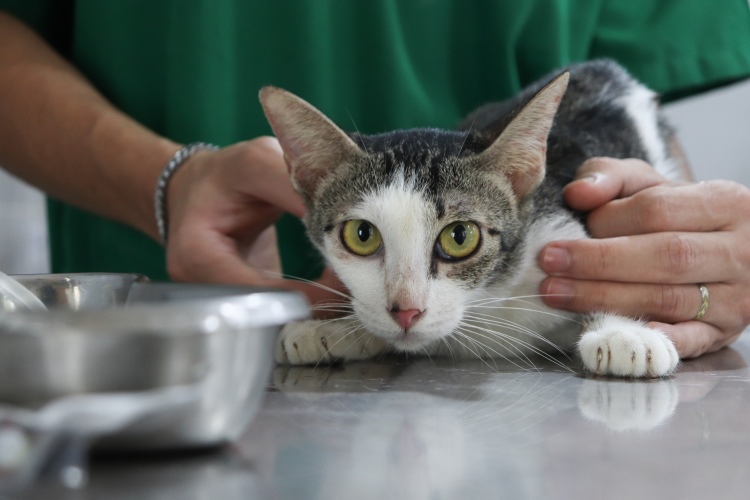 Seekor kucing menjalani pemeriksaan kesehatan sebelum dititipkan di Petshop and Clinic