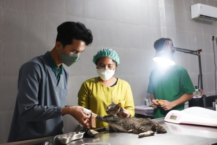 drh Anggi dibantu dua perawat tengah mengobati seekor kucing yang sakit