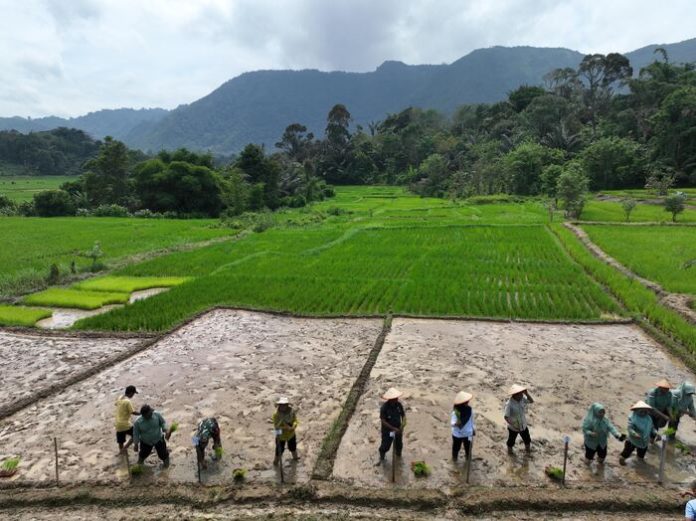 Penanaman perdana padi varietas Silatihan Genjah di Desa Saro Godung, Sipirok (f:ist/mistar)