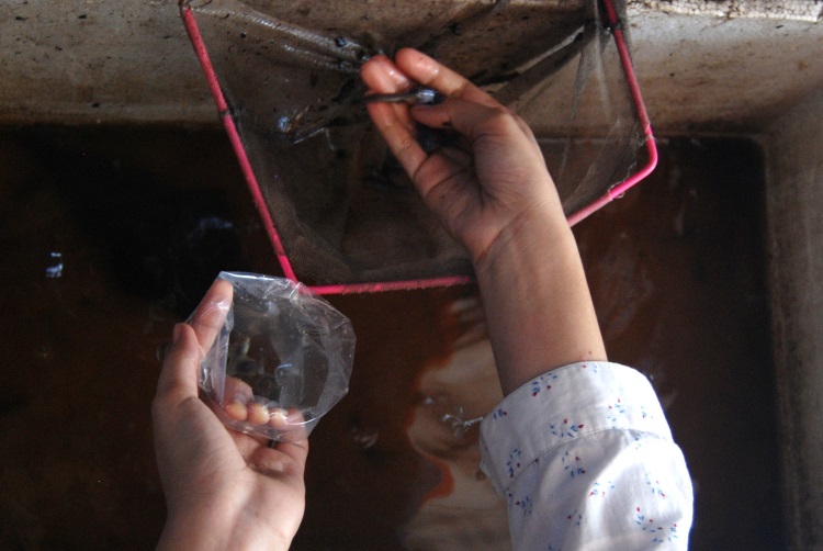 Pekerja toko ikan hias di Medan sedang menangkap ikan menggunakan jaring