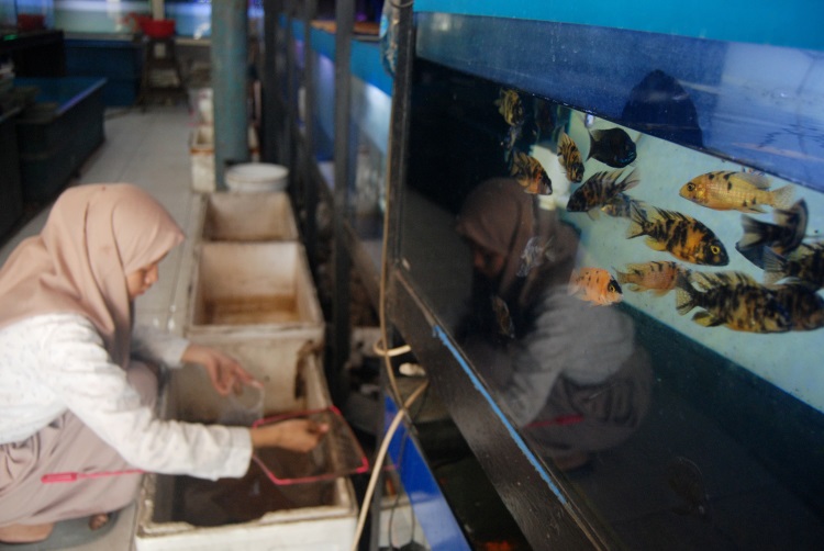 Pekerja toko ikan hias sedang melakukan pemeliharaan di Kota Medan