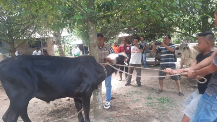 Petugas dari Dinas Pertanian Simalungun saat memeriksa kesehatan hewan kurban pada momen Idul Adha tahun lalu