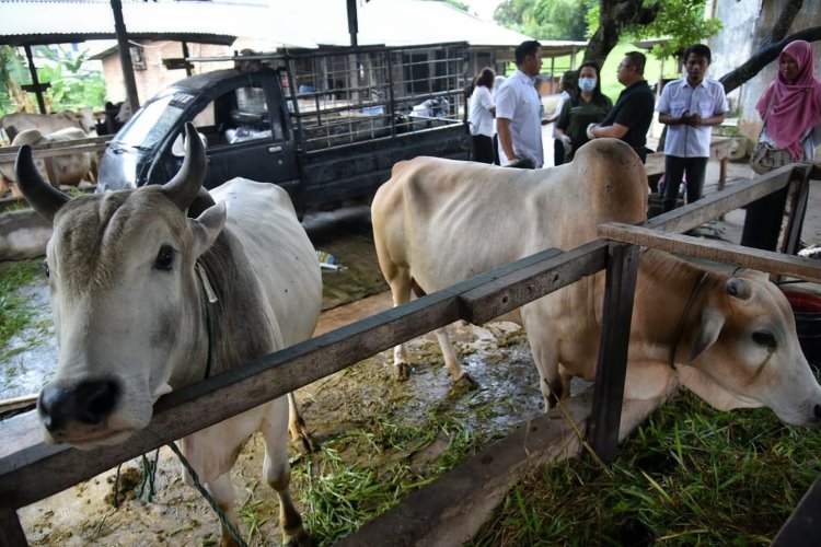 Dua ekor sapi yang akan dijadikan hewan kurban di salah satu kandang milik peternak di kawasan Avros, Kota Medan