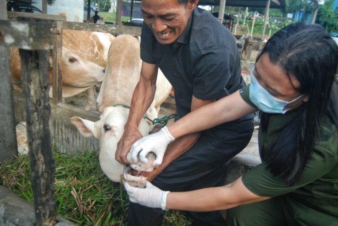 Dua orang petugas Dinas Ketahanan Pangan Pemerintah Kota Medan mengecek kondisi gigi sapi di kandang milik peternak di kawasan Avros, Kota Medan