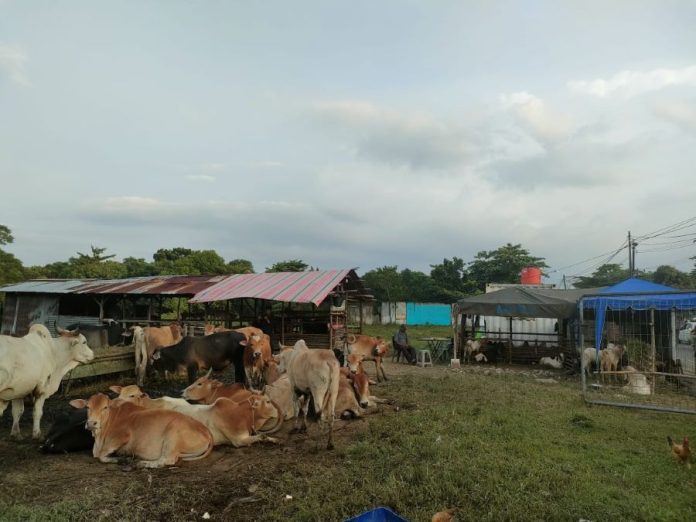 Hewan-hewan kurban yang siap dijual di Jalan Karya Wisata, Medan Johor
