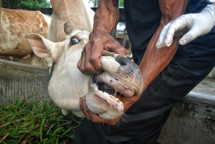 Petugas Dinas Ketahanan Pangan Pemerintah Kota Medan mengecek kondisi gigi sapi di salah satu kandang milik peternak di kawasan Avros, Kota Medan