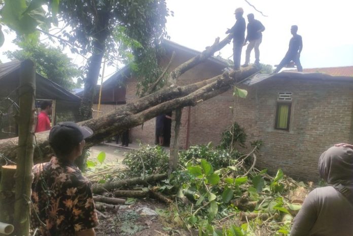 Pohon timpa rumah warga saat ada puting beliung di Kecamatan Beringin