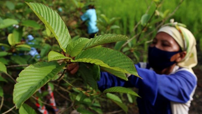 Petani memanen daun kratom (f:ist/mistar)