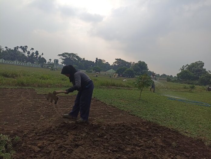 Proses penggemburan tanah sebelum menanam rumput gajah. (f:azmie/mistar)