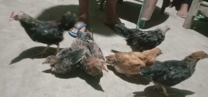 Ayam kampung bantuan dari Ketahanan Pangan