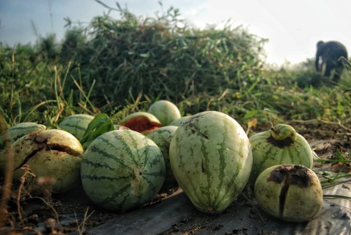 Buah semangka yang busuk dan tidak berkembang dengan baik dikarenakan cuaca panas