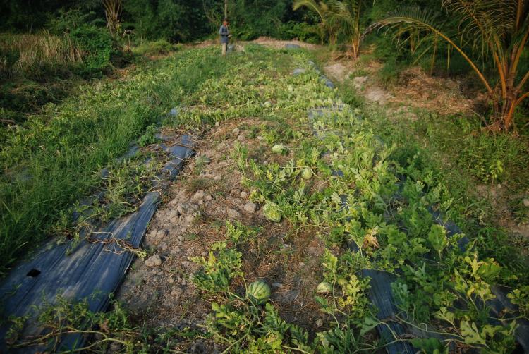 Hasil panen semangka tahun ini berkurang sebesar 60 persen dari jumlah tonase 1,5 ton turun menjadi 700Kg