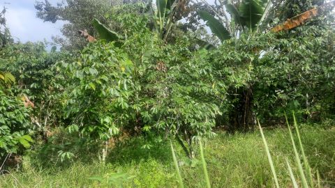 Kebun kopi di wilayah Simalungun
