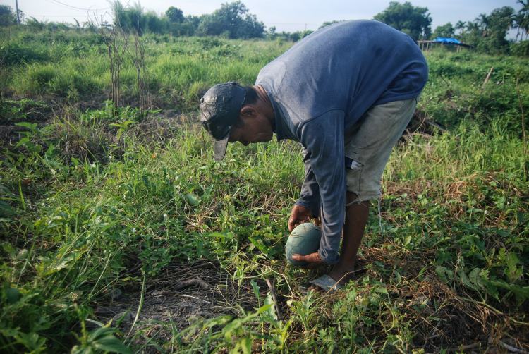 Petani mengambil buah semangka hasil panen di area persawahan Desa Bandar Khalipa, Percut Sei Tuan, Deli Serdang