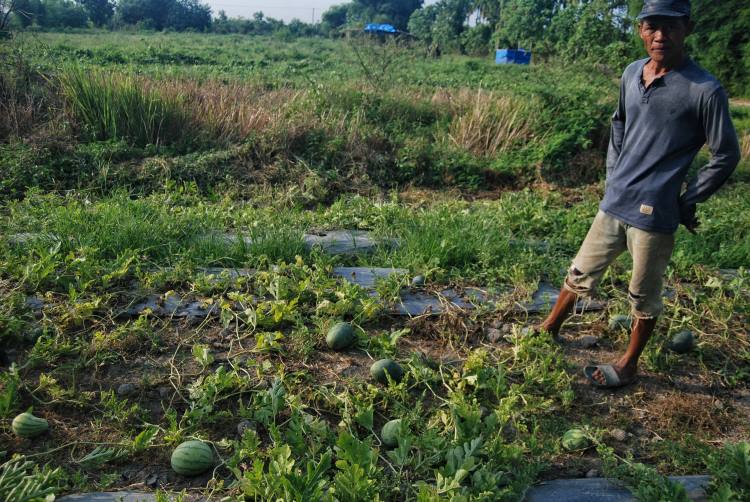 Petani semangka di Desa Bandar Khalipa, Percut Sei Tuan, Deli Serdang