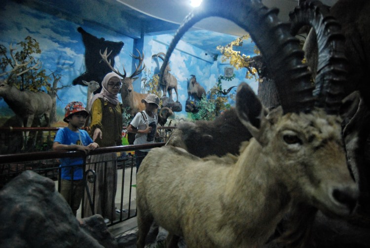 Wisatawan lokal mengamati koleksi hewan yang diawetkan di Rahmat International Wildlife Museum dan Galeri di Medan