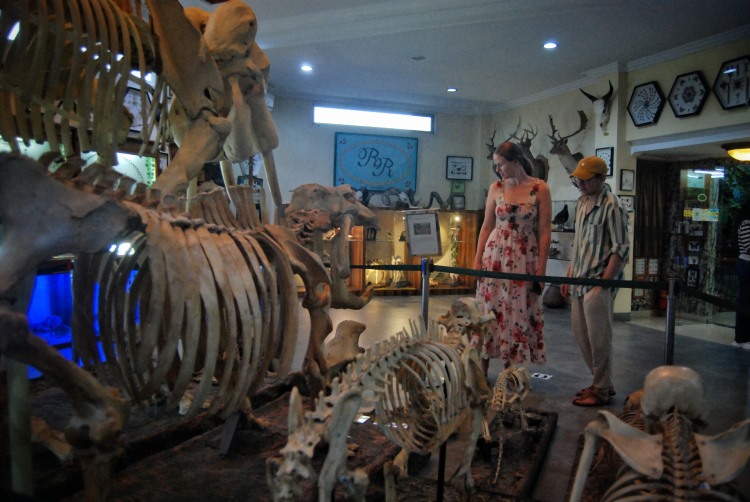 Wisatawan mancanegara mengamati koleksi fosil hewan yang diawetkan di Rahmat International Wildlife Museum dan Galeri di Kota Medan