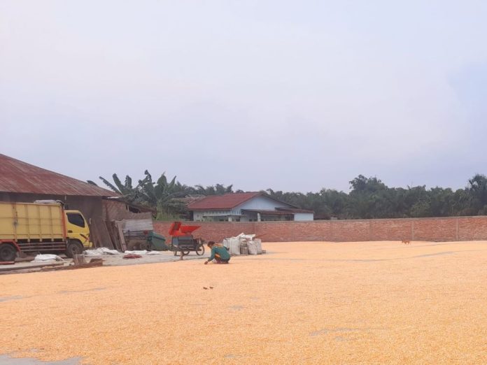 tempat pengepul jagung dikecamatan tanah jawa