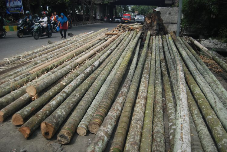 Tumpukan pohon pinang batangan yang akan dijual sambut hari kemerdekaan 17 Agustus 2024 di Kota Medan